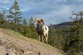 Bighorn sheep Ovis canadensis ram climbing on cliff.