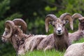 Bighorn sheep - Ovis canadensis sitting staring at the camera Royalty Free Stock Photo