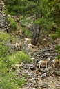 Rocky Mountain Bighorn Sheep, Montana