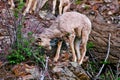 Rocky Mountain Bighorn Sheep, Montana