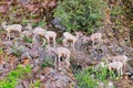 Rocky Mountain Bighorn Sheep, Montana