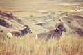 Bighorn Sheep pair in grass, Badlands National Park, USA.