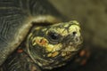 Male red footed tortoise from south American