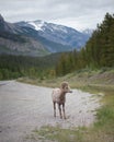 Bighorn Sheep Portrait with Rockies in background