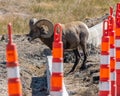 Bighorn Sheep Ram on Badlands Loop Road