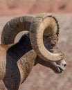 Bighorn Sheep Ram on Badlands Loop Road Royalty Free Stock Photo