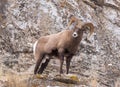 Bighorn Sheep Ram Royalty Free Stock Photo