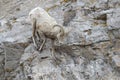 Bighorn Sheep ram on cliff Royalty Free Stock Photo