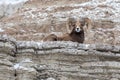 Bighorn Sheep Ram on a Cliff in Winter in Badlands National Park Royalty Free Stock Photo