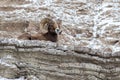 Bighorn Sheep Ram on a Cliff in Winter in Badlands National Park Royalty Free Stock Photo