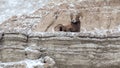 Bighorn Sheep Ram on a Cliff in Winter in Badlands National Park Royalty Free Stock Photo