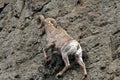 Bighorn Sheep Ram climbing rock face cliff in Yellowstone National Park in Wyoming Royalty Free Stock Photo