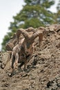 Bighorn Sheep Ram descending rock face cliff in Yellowstone National Park in Wyoming Royalty Free Stock Photo