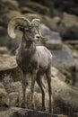 Bighorn Sheep Ram in Joshua Tree National Park Royalty Free Stock Photo