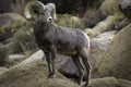 Bighorn Sheep Ram in Joshua Tree National Park Royalty Free Stock Photo