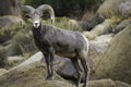 Bighorn Sheep Ram in Joshua Tree National Park Royalty Free Stock Photo