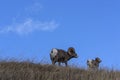 Bighorn sheep ram and lamb Royalty Free Stock Photo