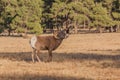 Bighorn Sheep Ram in Meadow Royalty Free Stock Photo