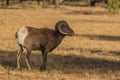 Bighorn Sheep Ram in a Meadow Royalty Free Stock Photo