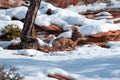 Bighorn Sheep ram ovis canadensis laying down on sunny winter day in Zion National Park in Utah USA Royalty Free Stock Photo