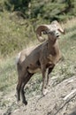 Bighorn Sheep Ram - Ovis canadensis