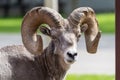 Bighorn Sheep ram portrait, looking at the camera Royalty Free Stock Photo