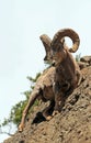 Bighorn Sheep Ram on rock face cliff in Yellowstone National Park in Wyoming Royalty Free Stock Photo