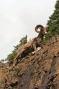 Bighorn Sheep Ram on rock face cliff in Yellowstone National Park in Wyoming Royalty Free Stock Photo