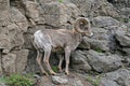 Bighorn Sheep Ram on rock face cliff in Yellowstone National Park in Wyoming Royalty Free Stock Photo