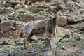 Bighorn Sheep Ram on rock face cliff in Yellowstone National Park in Wyoming Royalty Free Stock Photo