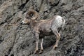 Bighorn Sheep Ram on rock face cliff in Yellowstone National Park in Wyoming Royalty Free Stock Photo