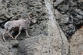 Bighorn Sheep Ram on rock face cliff in Yellowstone National Park in Wyoming Royalty Free Stock Photo