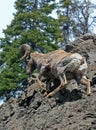 Bighorn Sheep Ram on rock face cliff in Yellowstone National Park in Wyoming Royalty Free Stock Photo