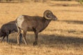 Bighorn Sheep Ram Royalty Free Stock Photo