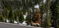 Bighorn Sheep Ram at Rocky Mountain National Park Royalty Free Stock Photo