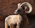 Bighorn sheep ram in Rocky Mountains Royalty Free Stock Photo