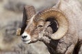 Bighorn sheep ram in rut Royalty Free Stock Photo