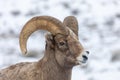 Bighorn Sheep Ram in Winter Snow Royalty Free Stock Photo