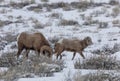 Bighorn Sheep Ram in Wyoming in Winter Royalty Free Stock Photo