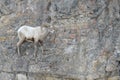 Bighorn Sheep ram, standing on ridge, wintertime