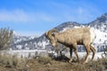 Bighorn Sheep ram, standing on ridge, wintertime