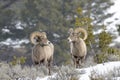 Bighorn Sheep ram, standing on ridge, wintertime