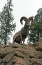 Bighorn Sheep Ram on top of rock face cliff in Yellowstone National Park in Wyoming Royalty Free Stock Photo