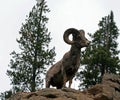 Bighorn Sheep Ram on top of rock face cliff in Yellowstone National Park in Wyoming Royalty Free Stock Photo