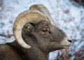 Colorado Rocky Mountain Bighorn Sheep Ram in Snow Royalty Free Stock Photo