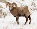 Bighorn Sheep Ram in Winter in Badlands National Park Royalty Free Stock Photo