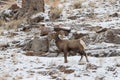 Bighorn Sheep Ram in Winter in Wyoming Royalty Free Stock Photo