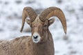 Bighorn Sheep Ram in Wyoming in Winter Royalty Free Stock Photo