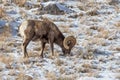 Bighorn Sheep Ram in Wyoming in Winter Royalty Free Stock Photo