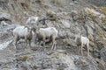 Bighorn Sheep rams on cliff Royalty Free Stock Photo